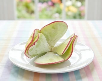 Cotyledon Orbiculata ‘Hakubi’  Small Paddle Succulent 1.5 Inch Mini Plant | Green Leaves with Red Edges Bare Root Succulent Cute Gift Plant