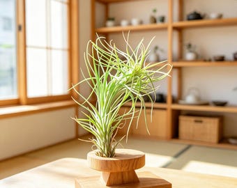 Tillandsia Funckiana Air Plant | Rare Clumping Air Plant with Needle Leaves | Easy Care No Soil Indoor Plant | Unique Home Decor Gift