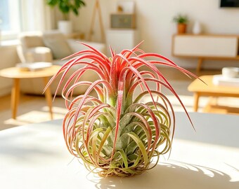 Tillandsia Chapeuensis V Turriformis - Etsy