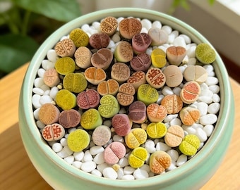 Lithops Living Stones Succulent, Rare Split Rock Plant, Bare Root Live Succulent, Unique Gift for Plant Lovers, Minimalist Home Decor