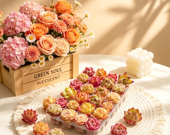 12/24/100pcs Mixed Succulent Plants Set, Bare Root Echeveria, Colorful Mini Succulents, Wedding Favor, Gift for Plant Lovers, Home Decor