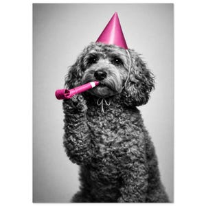 Puede incluir: Foto en blanco y negro de un perro con un gorro de fiesta rosa y un silbato rosa. El perro tiene pelo rizado y mira directamente a la cámara. El fondo es gris liso.