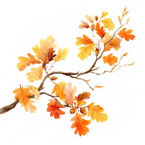 Könnte beinhalten: Eine Aquarellillustration eines Eichenastes mit lebhaftem Herbstlaub in Orange-, Gelb- und Brauntönen. Der Ast zeigt mehrere kleine, detaillierte Eicheln, die zwischen den gelappten Blättern vor einem weißen Hintergrund angeordnet sind.