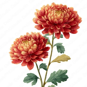 Höstmamma Clipart-paket | 20 PNG-akvarell krysantemumblommor, höstblommiga clipart, kommersiellt bruk