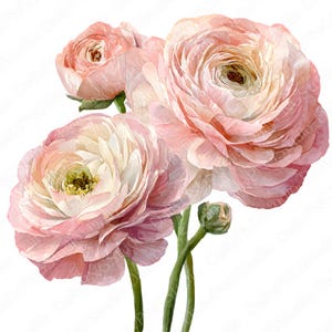 May include: A cluster of three blooming ranunculus flowers and one small bud. The petals display soft gradients of pale pink, blush, and creamy white, arranged in dense, layered circular patterns with thin green stems extending downward.