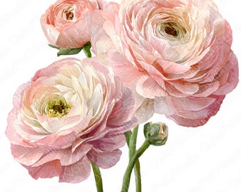 Blush roze ranonkel clipartbundel | 18 png-aquarelbloem, png, bloemen clipart, commercieel gebruik