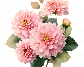 Blush roze dahlia clipartbundel | 20 png-aquarel dahlia png, roze bloemen clipart, romantische bloem illustratie, commercieel gebruik