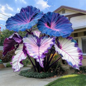 Blue Purple Elephant Ear Bulbs – Giant Tropical Foliage Plant for Gardens, Balconies & Pots