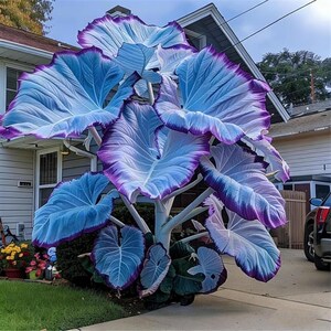 Purple Blue Elephant Ear Bulbs – Tropical Ornamental Plant for Gardens, Patios & Landscapes