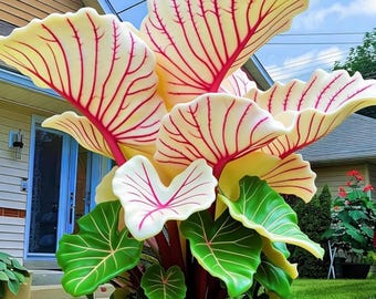 White Green Elephant Ear Seeds – Tropical Heart-Shaped Foliage Plant for Gardens & Pots