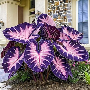 Giant Purple Elephant Ears Plant - Etsy