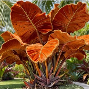 Orange Golden Elephant Ear Bulbs – Giant Tropical Foliage Plant for Gardens, Balconies & Pots