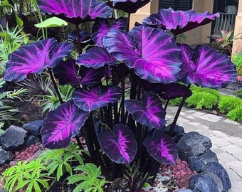 Paarszwarte olifantsoorbollen – Exotische, polvormende, schaduwtolerante tropische plant voor tuin en potten