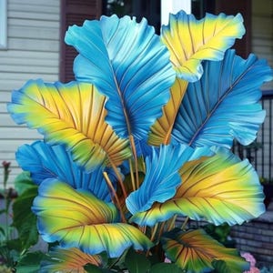 Yellow Blue Elephant Ear Bulbs – Exotic Clumping Tropical Plant for Shade Garden & Pots