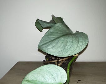 Scindapsus "Platinum Java" Maceta de 3", 5"