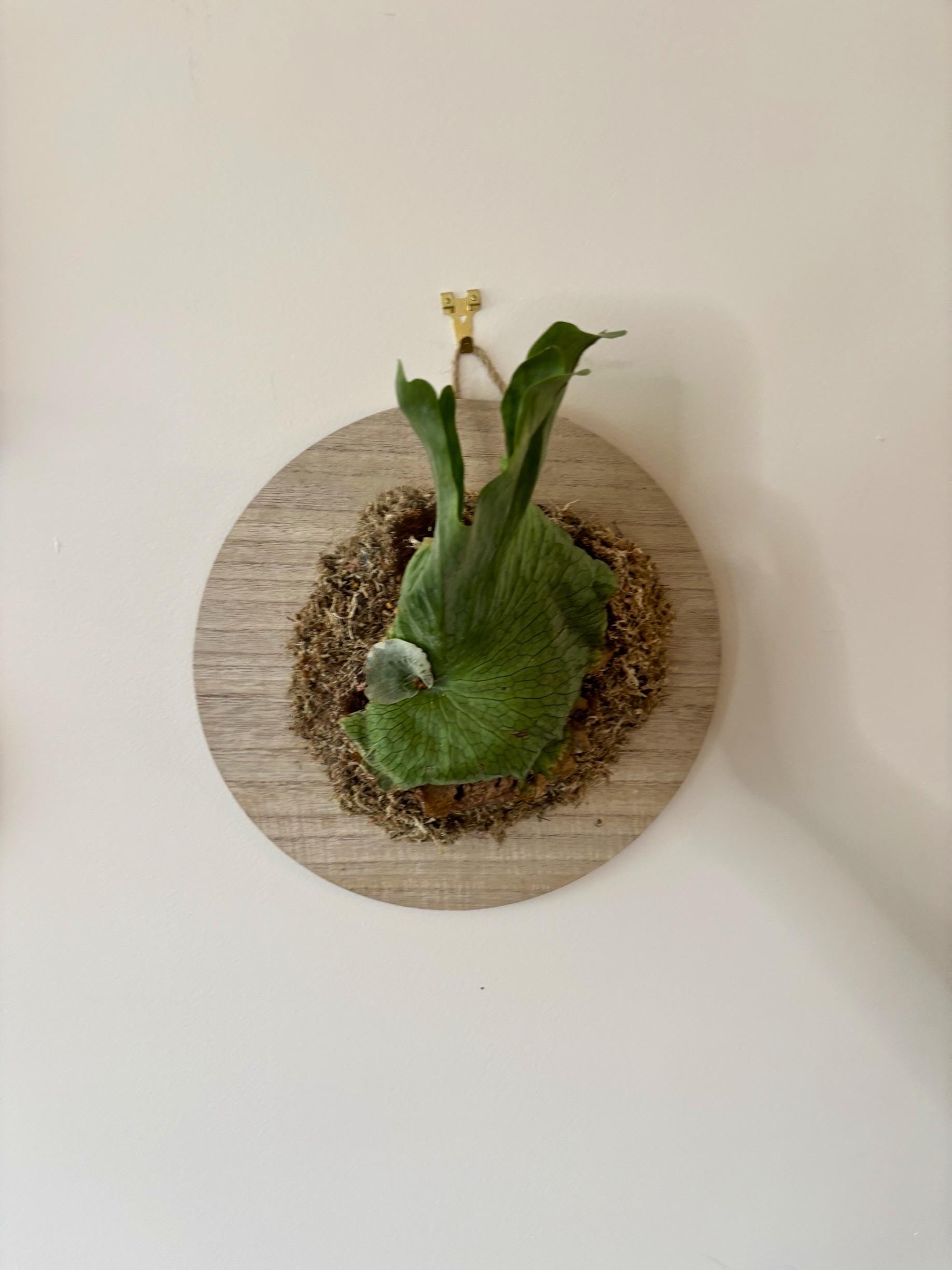 Platycerium Wandae - Etsy Singapore
