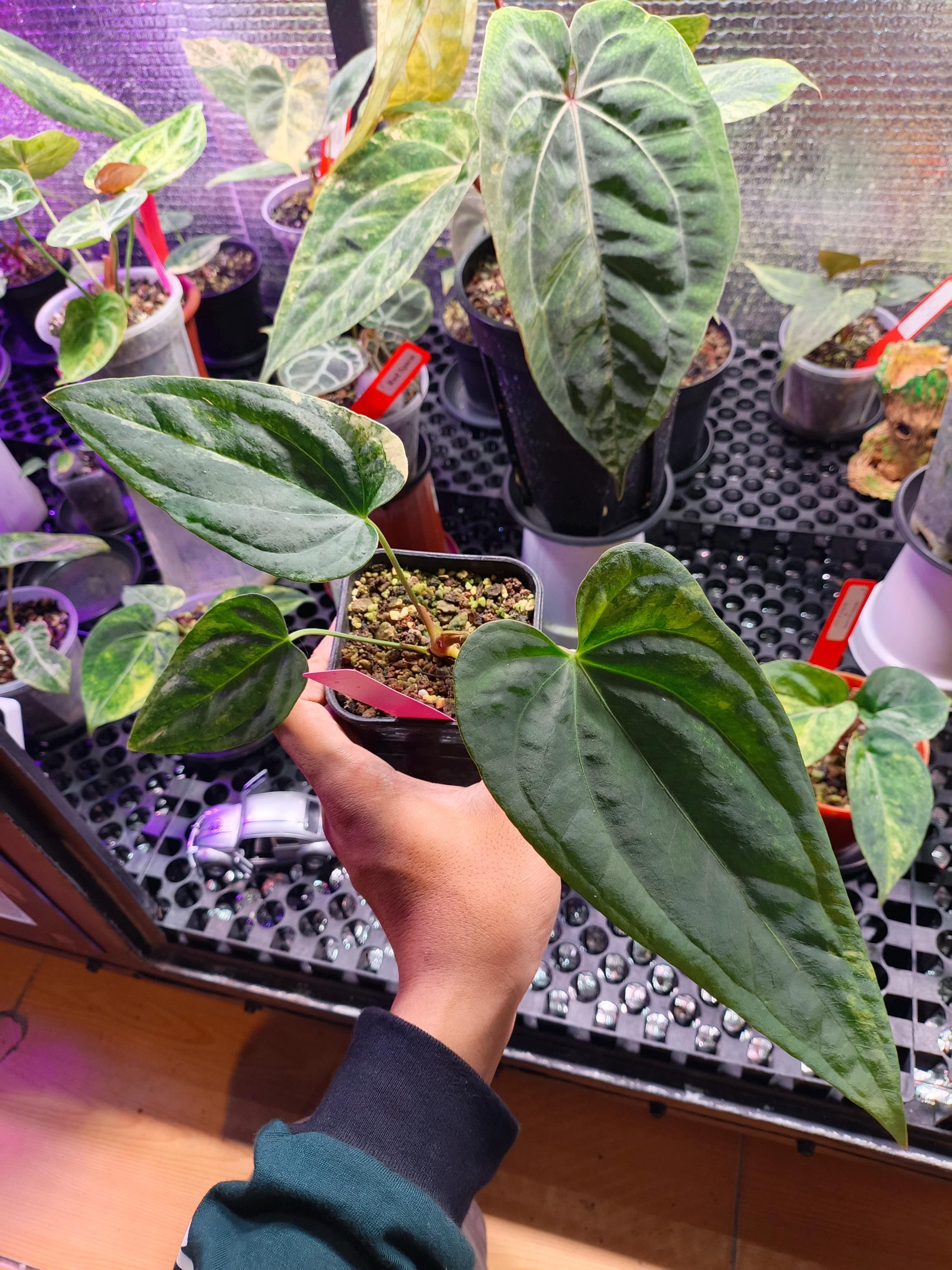 Anthurium fort sherman - Etsy 日本