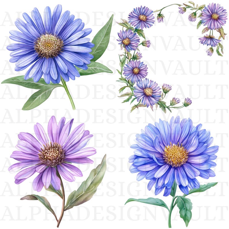Aster Flower Clipart Bundle PNG | Purple Floral Watercolor Graphics ...