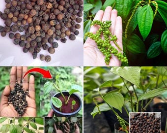 Black Pepper Piper nigrum Half Dried Seeds for Plants Asia Varity 10 Free