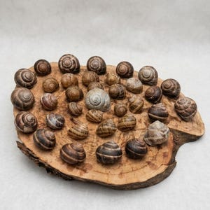 Könnte beinhalten: Eine Ansammlung von Schneckenhäusern in verschiedenen Größen und Farben, angeordnet auf einer rustikalen Holzscheibe. Die Muscheln zeigen eine Reihe von Braun- und Beigetönen, mit einer einzelnen, helleren Muschel in der Mitte. Die Holzscheibe hat eine natürliche, organische Form.