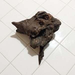 Natural Fir Root Sculpture – Unique Driftwood Style Wood Art Piece from Tuscany – One of a Kind Organic Decor