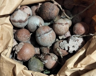 Naturalne galasy dębowe z Toskanii – wysoka zawartość tanin do tuszu ferro-galusowego i naturalnego barwienia – zbierane ręcznie Andricus Kollari – Terre di Toscana