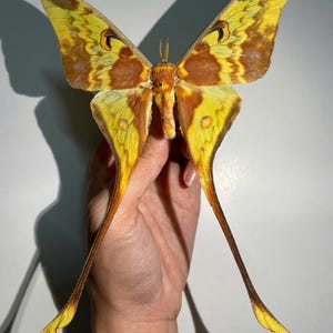 May include: A detailed image of a moth with yellow and brown wings, held in a hand. The wings display complex patterns and elongated, trailing sections. The moth's body is a blend of brown and yellow, with fine antennae.