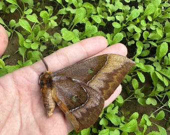 Ejemplar de mariposa Salassa Thespis, insecto vietnamita real sin montar, material para colección de entomología.