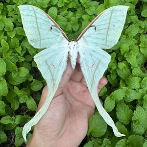 Actias Rhodopneuma Hona aa-/a- Öppna vingar Äkta Luna-malexemplar Omonterat Entomologiskt samlarobjekt
