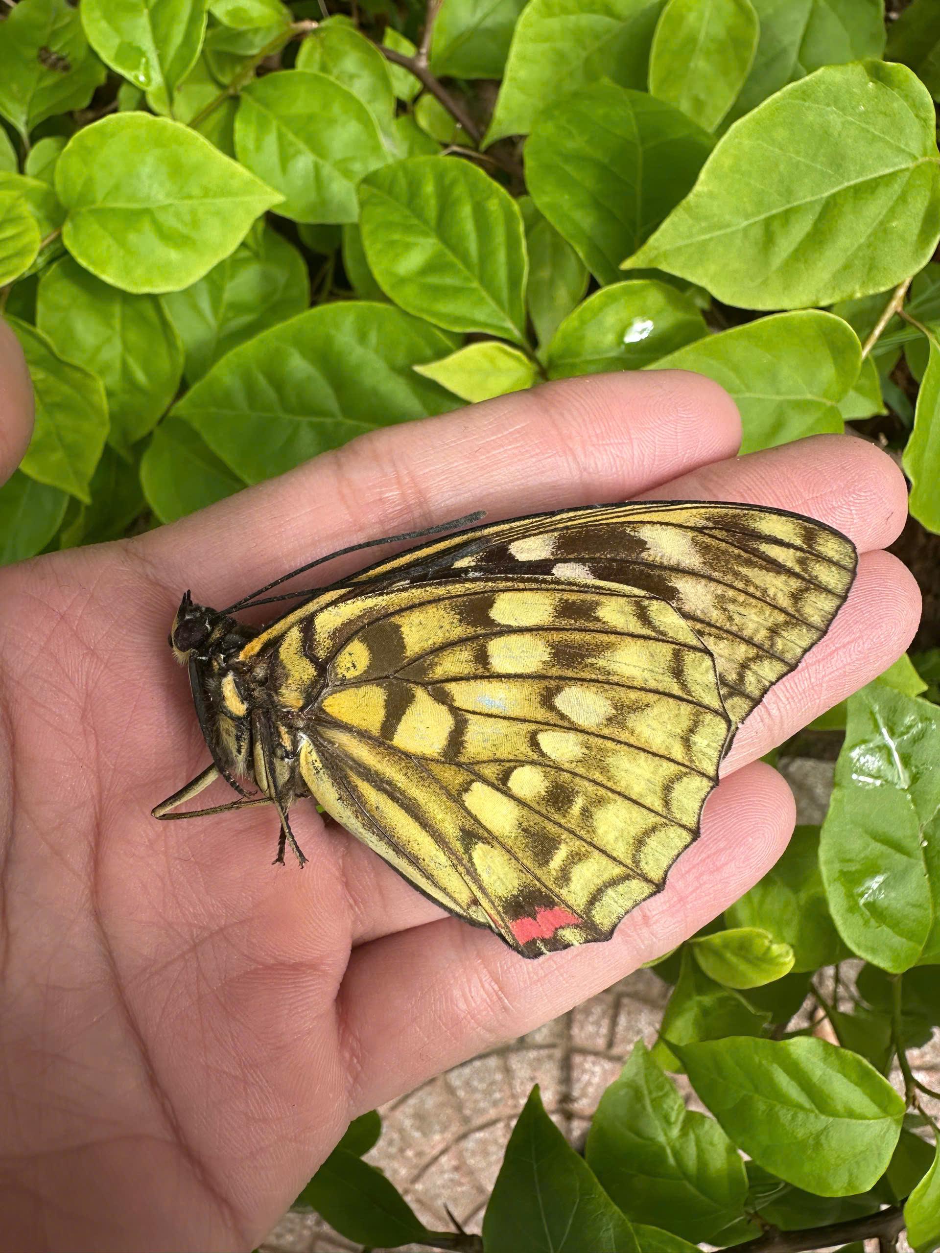 Unmounted butterfly - Etsy 日本