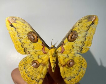 Mariposa-de-Saturno Amarela de Sikkima, autêntica, Vietnã, A1, para todos os seus projetos de taxidermia.