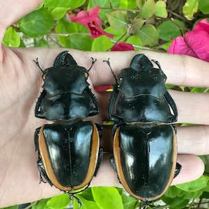 May include: Two black beetles with orange and brown detailing are held in a hand. The beetles have a shiny, smooth appearance. The background features green leaves and pink flowers, creating a natural setting.