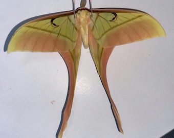 Ejemplar de polilla Actias Rhodopneuma AA-/A-, recolectado en la naturaleza, alas cerradas, material para taxidermia, artículo de colección.