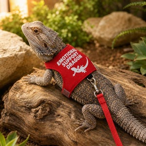 Peut inclure: Un lézard barbu portant un harnais rouge avec le texte blanc "EMOTIONAL SUPPORT DRAGON". Le lézard est sur un morceau de bois flotté, avec une laisse rouge attachée. Des plantes vertes et des rochers sont en arrière-plan.
