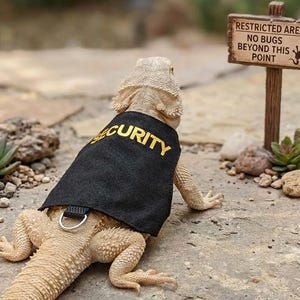 May include: A tan bearded dragon wearing a black vest with "SECURITY" in yellow lettering. The lizard is on a stone surface near a small sign that reads "RESTRICTED AREA: NO BUGS BEYOND THIS POINT."