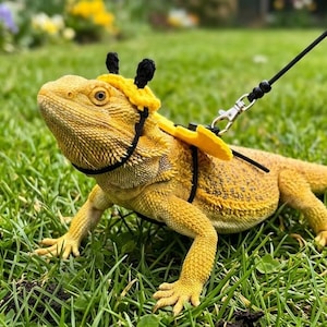 Bartagamen-Bienengeschirr- und Leinen-Set, Reptilienkostüm mit Flügeln und Antennenhut