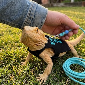 Puede incluir: Un dragón barbudo de color canela con un arnés negro con el texto "Em S A" en color turquesa. El lagarto está con correa y está en un césped. La mano de una persona sostiene la correa.