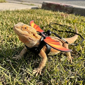 Puede incluir: Un dragón barbudo marrón que lleva un arnés negro con alas de dragón naranjas y amarillas. El lagarto está sobre hierba verde y tiene una correa negra sujeta al arnés.