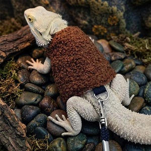 May include: A light-colored bearded dragon wearing a brown, fuzzy sweater with a leash attached. The reptile is on a bed of smooth, multicolored stones. The sweater covers the dragon's back and has a dark blue leash attached.