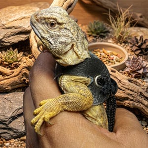 May include: A spiny-tailed lizard with a black harness. The lizard has a textured, light-colored head and yellow-toned legs and body. The harness has a metal ring and a black cord. The background includes wood, rocks, and plants.