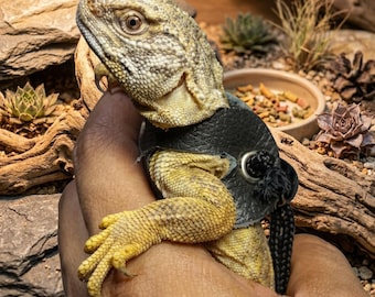 Set di pettorina per lucertole / Guinzaglio regolabile in ecopelle per rettili, piccoli animali domestici e draghi barbuti