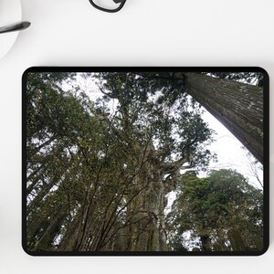 以下が含まれることがあります： デジタルタブレットには、緑の葉を持つ高い木々が雲の多い空を背景に映し出されています。タブレットは白い表面にあり、コーヒーカップと多肉植物が見えます。
