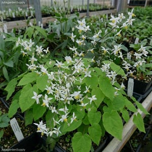 plant saucer clear Clear Plant Saucer