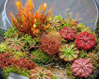 Fresh Drosera 100 Seeds Mix Various Carnivorous Sundew Species Rare Sundew Bog Garden Starter