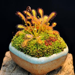 ceramic indoor planter pots Gift Ceramic Animal Planters for Indoor With Cactus or Succulent 4