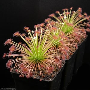 Drosera paradoxa Samen Woolly Sonnentau Petiolaris komplexe rosa blühende fleischfressende Pflanzenart