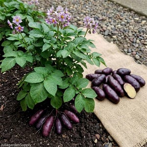 May include: A potato plant with purple flowers and green leaves. A pile of purple potatoes sits on a burlap sack. Some potatoes are cut open, showing a yellow interior. The text "JuliagardenSupply" is visible.
