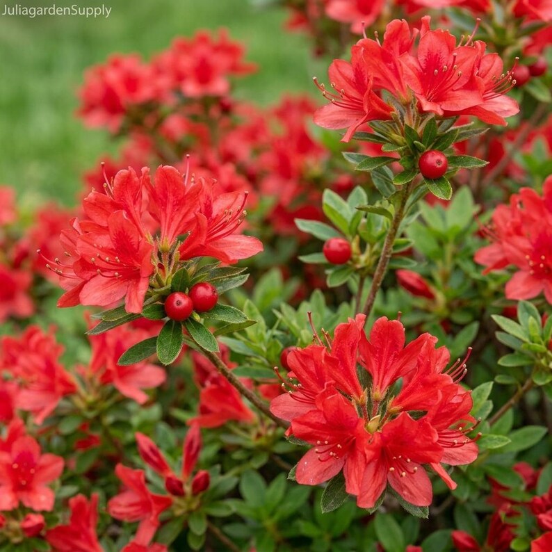 Red Sims Azalea 100 Seeds Rhododendron Simsii Indoor Outdoor Flowering ...