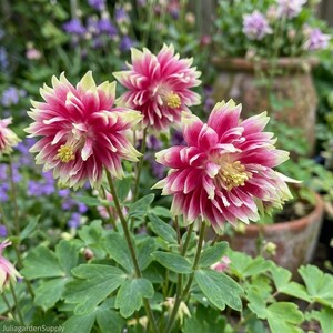 May include: Three columbine flowers with layered, ruffled petals in shades of deep pink and magenta, featuring pale yellow-green edges and bright yellow centers. The flowers grow on slender green stems with green foliage in a garden setting.
