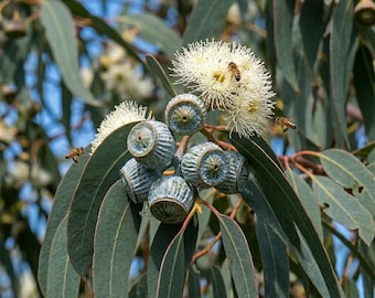 Eucalyptus Globulus 275 Seeds Blue Gum Aromatic Silver Foliage Non-GMO Medicinal Plant